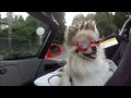 Nina Tries Out Her New Doggles In The Viper!