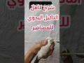 شرح طريقة التاكيل اليدوي للعصافير Hwayt Toyor Elzina