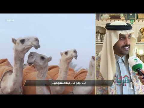 ديرتنا الاستثمار في قطاع الإبل رمز أصيل للحياة في الجزيرة العربية وأيقونة أساسية للعرب