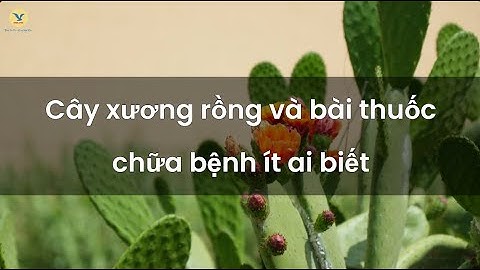 Cây xương rồng và những bài thuốc chữa bệnh ít ai biết đến