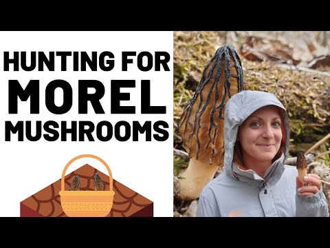 Hunting For Morel Mushrooms