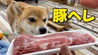 でっかい豚ヘレ転がっとったよってに　柴犬小夏　ASMR