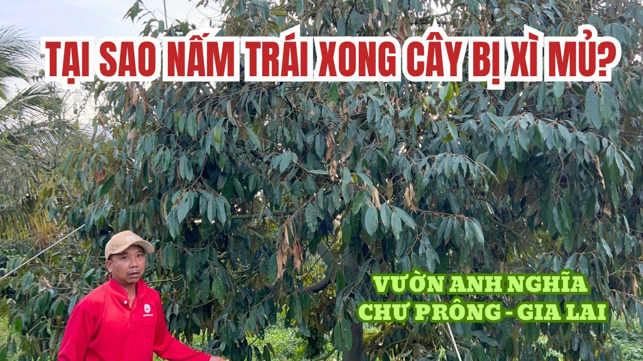 NGUYÊN NHÂN NÀO KHIẾN CÂY XÌ MỦ SAU KHI BỊ NẤM TRÁI