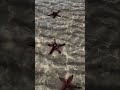 Setki rozgwiazd na jednej plaży 😱⭐️🇻🇳
