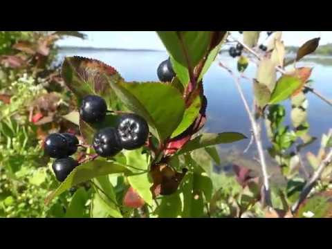 How to Identify Black Chokeberries