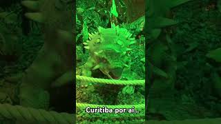 Curitiba por aí…#curitiba #curiosidades #travel #turismo #brasil