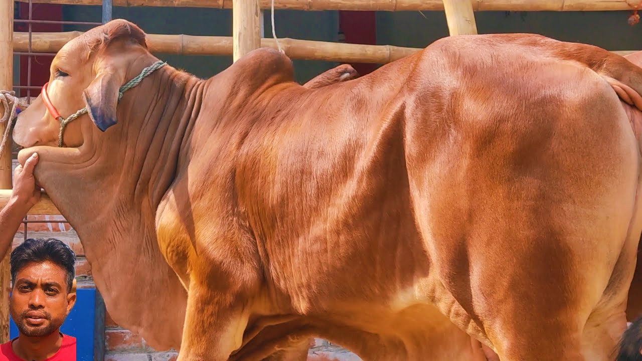 ১০০% শাহীওয়াল ষাঁড় গরু ক্রয় করুন পাইকারি মূল্যে মিনার ডেইরি ফার্মে