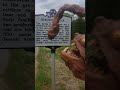 Carlos the FEESH reads historical marker signs for you to watch and learn, while you poop.