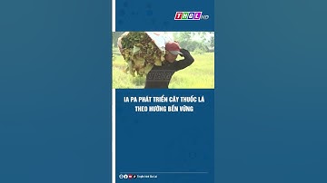 Ia Pa phát triển cây thuốc lá theo hướng bền vững