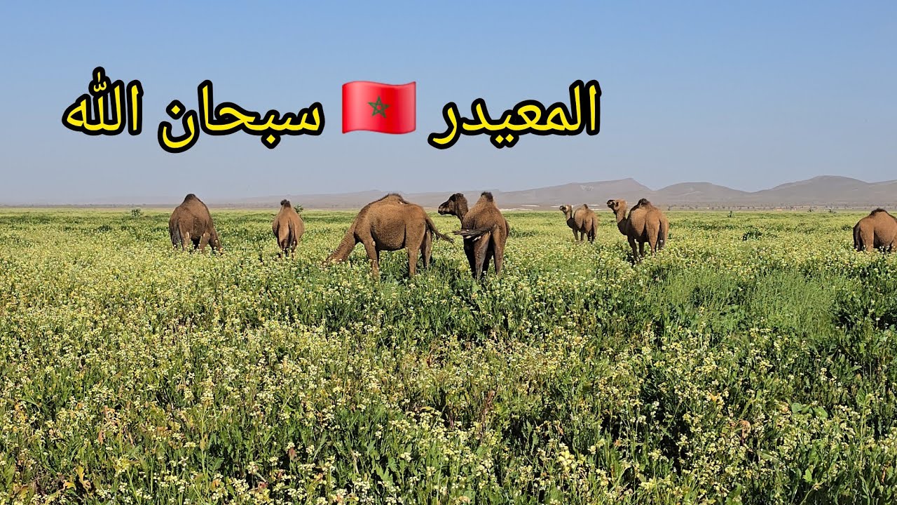 شاهد .. المعيدر إقليم االرشيدية تحول إلى جنة خضراء بعد الأمطار الأخيرة