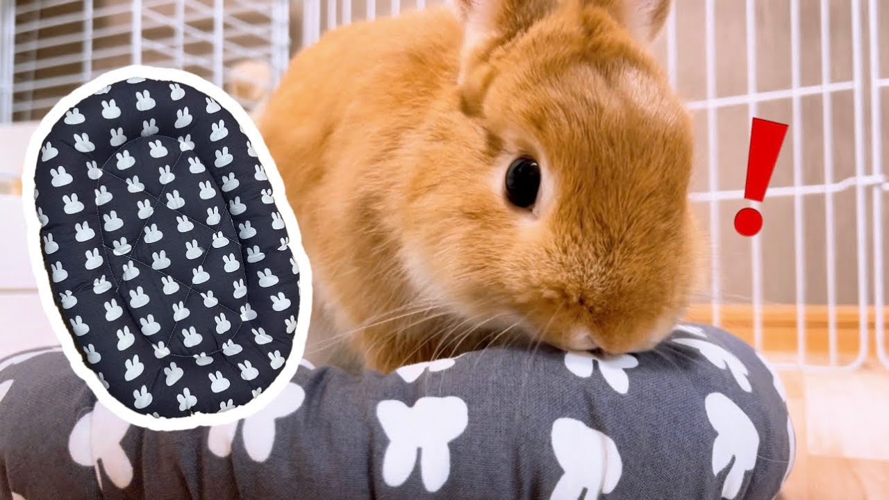 うさぎ専用最強のクッションをゲットしました。【ネザーランドドワーフ