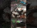 Update 😊😅😁 #fyp #shorts #reels #animals #anime #lucu #viral #happy #subscribe #sorotan #content