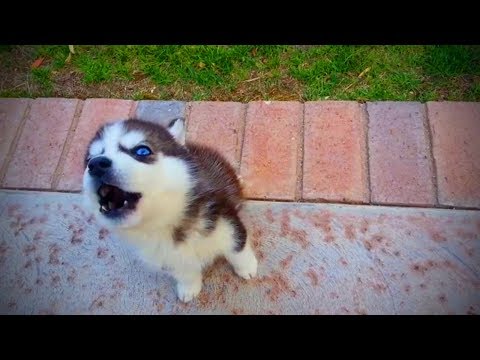 cute-and-funny-puppies-🐶-😂-cute-puppies-funny-moments-(full)-[funny-pets]