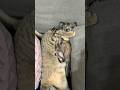 ハチャメチャ子猫育児