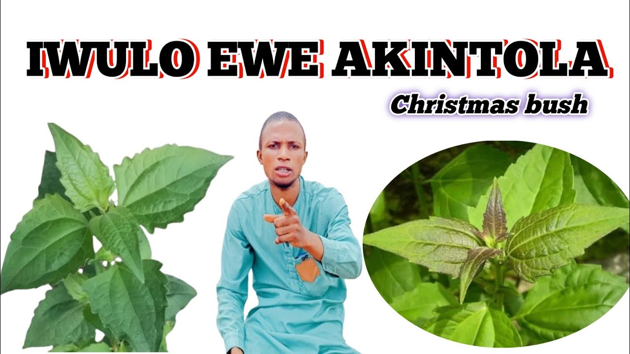IWULO EWE AKINTOLA/AWOLOWO @Dromoodoagbatv - YouTube