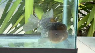 2272 Blue Ingot Oranda