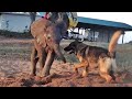 After Being Abandoned by His Herd, Baby Elephant Gets Unlikely Companion