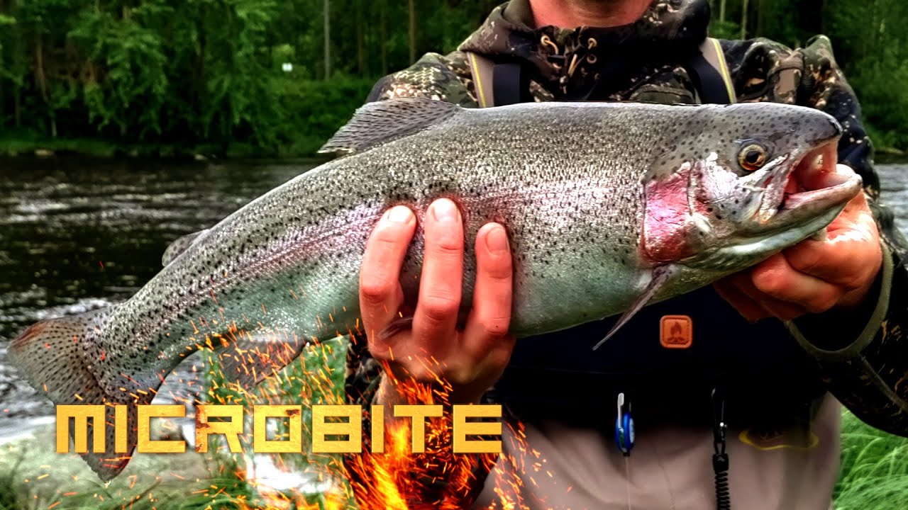 Kirjolohen jigikalastusta / Ötököillä kirjolohia