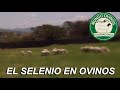 EL SELENIO EN OVINOS