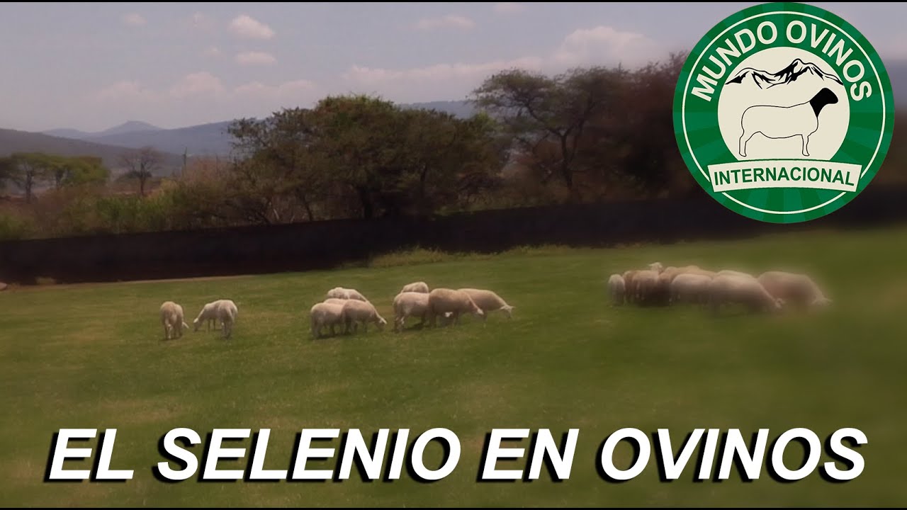 EL SELENIO EN OVINOS