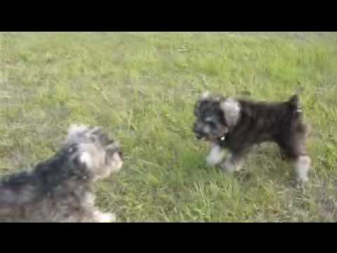 2009-05-13台中大都會公園.wmv