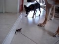 Lizard vs 2 Dogs