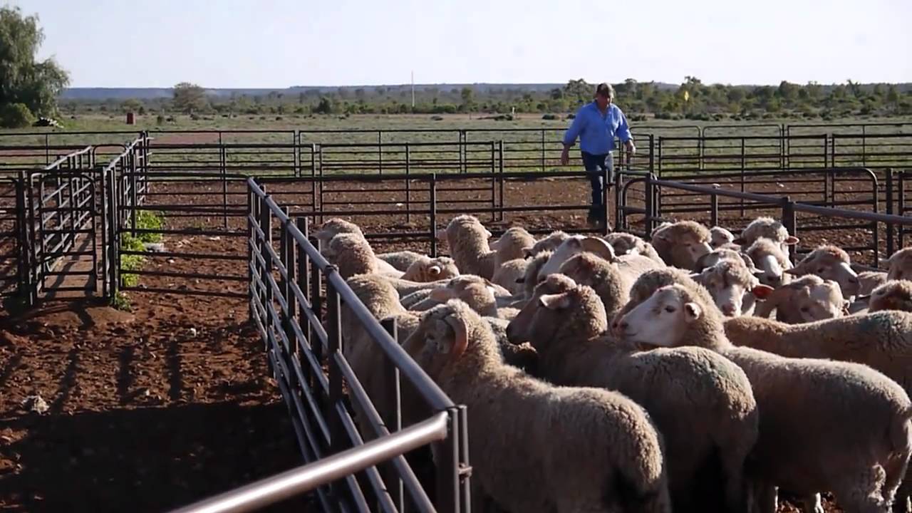 Grandpa Counting Sheep