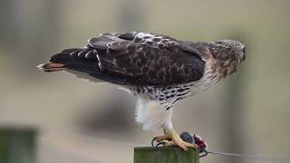 Red tailed hawk with vole