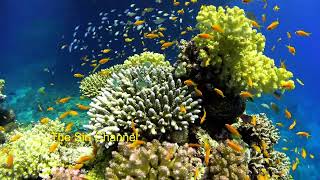 Relaxing Music and Beautiful Coral Reef Fish screenshot 4