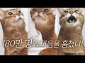 ENG) 마일로의 인트로 종합선물세트!