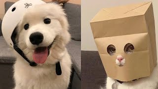 Funniest Cats And Dogs Videos 😍| Try Not To Laugh #31