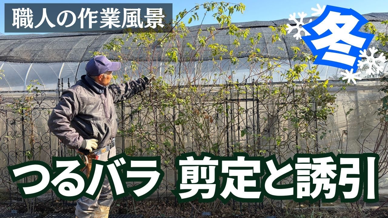 【冬】職人のつるバラの剪定と誘引　3~4年目以降のつるバラの手入れ　フェンスの場合　基本　オノリーヌドゥブラバン