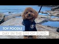 Day in the Life of a TOY POODLE - Zuko The toy Poodle | + Pupnaps Dog Bed Review
