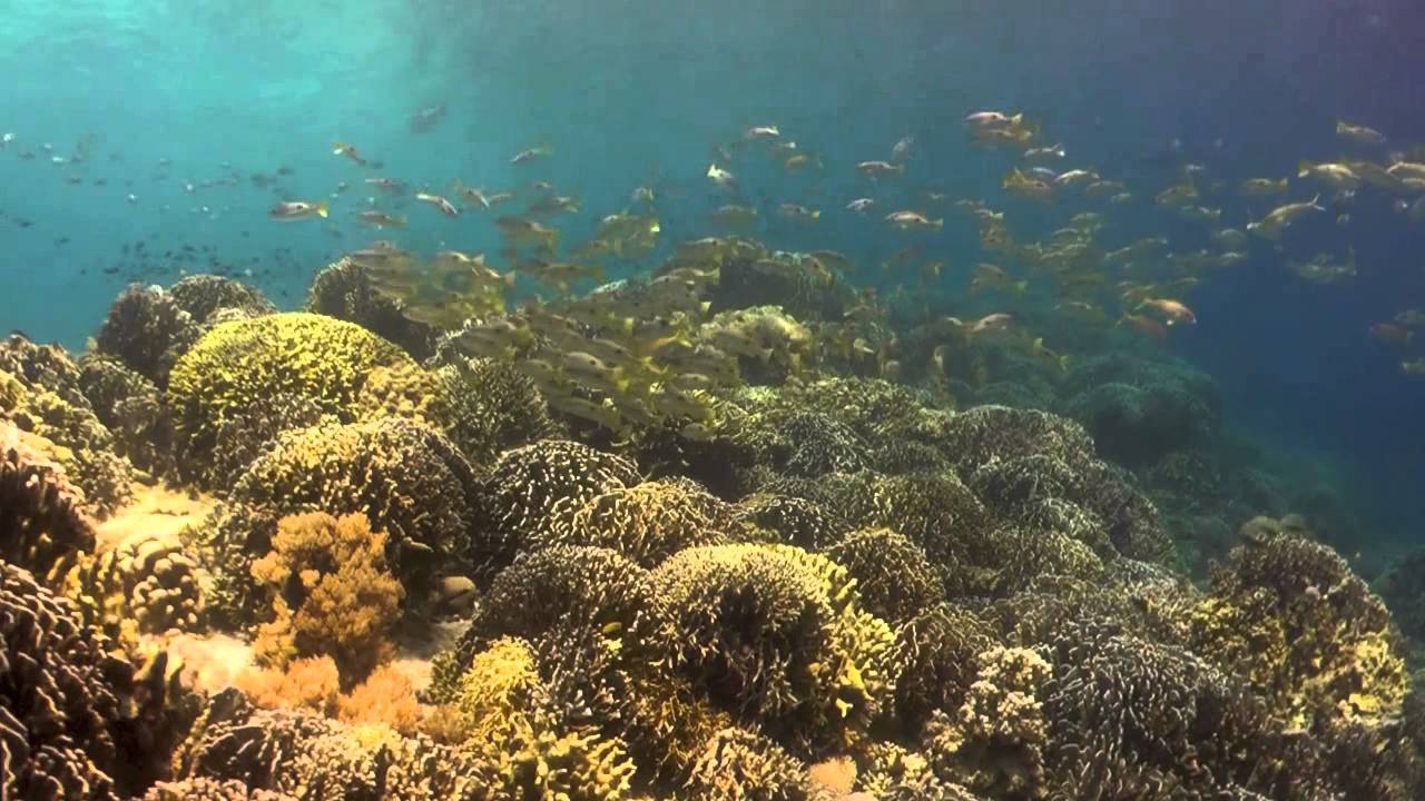 Battle of the Reef Trailer - Marine Conservation