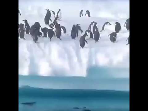 Meme penguin to the moon NOICE