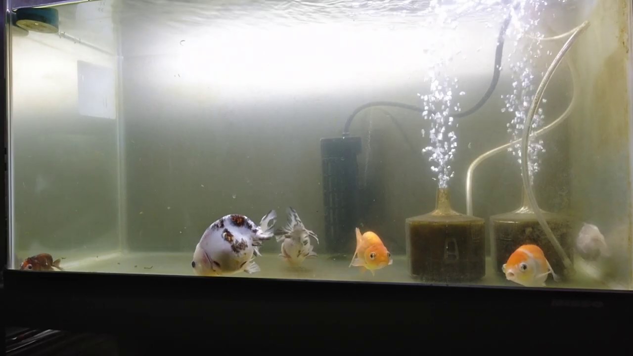 金魚 グリーンウォーターを作りたーい 室内飼育 Youtube
