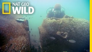 Buried Treasure | The Nile