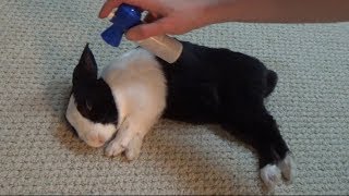 Waking a sleeping rabbit with an air horn