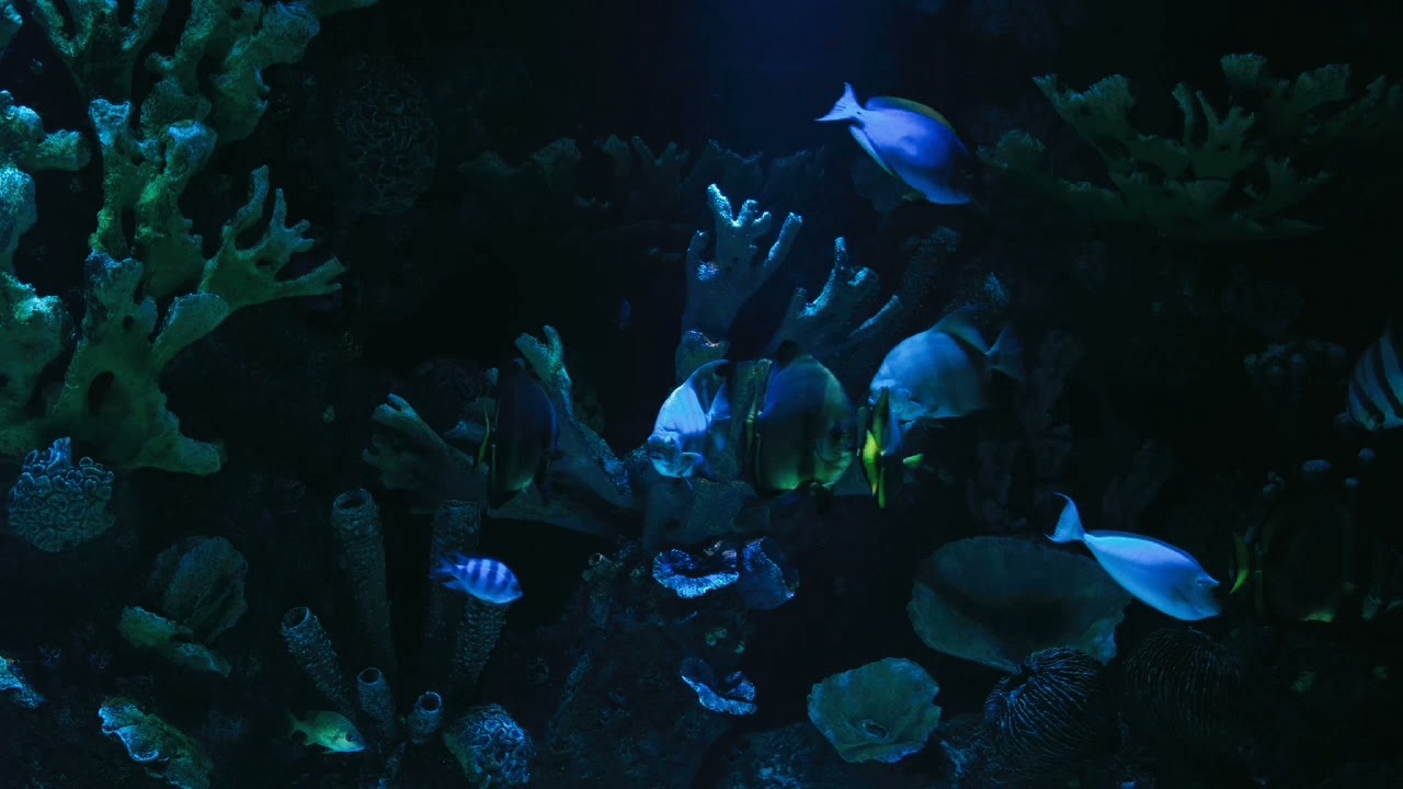 Fish Aquarium YouTube