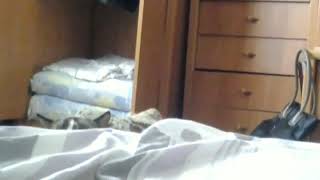 Funny Cat...wait til the end. by Catagious 5 views 4 years ago 1 minute, 3 seconds