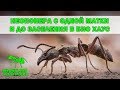 Neoponera с одной матки до 100 муравьев