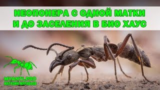 Neoponera с одной матки до 100 муравьев