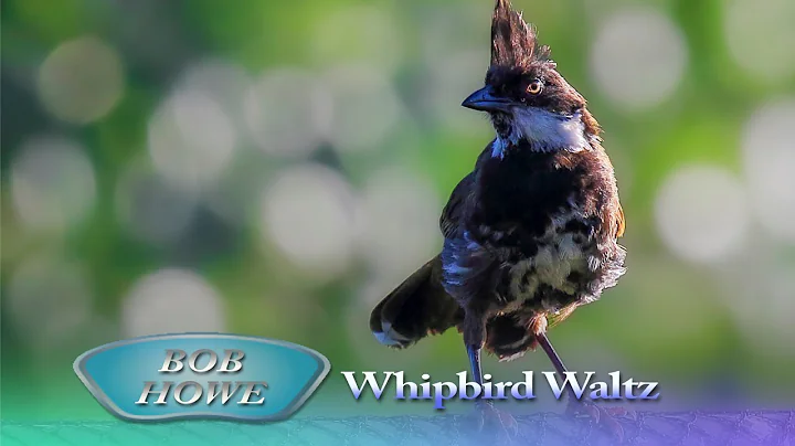 Bob Howe - Whipbird Waltz (Official Video)