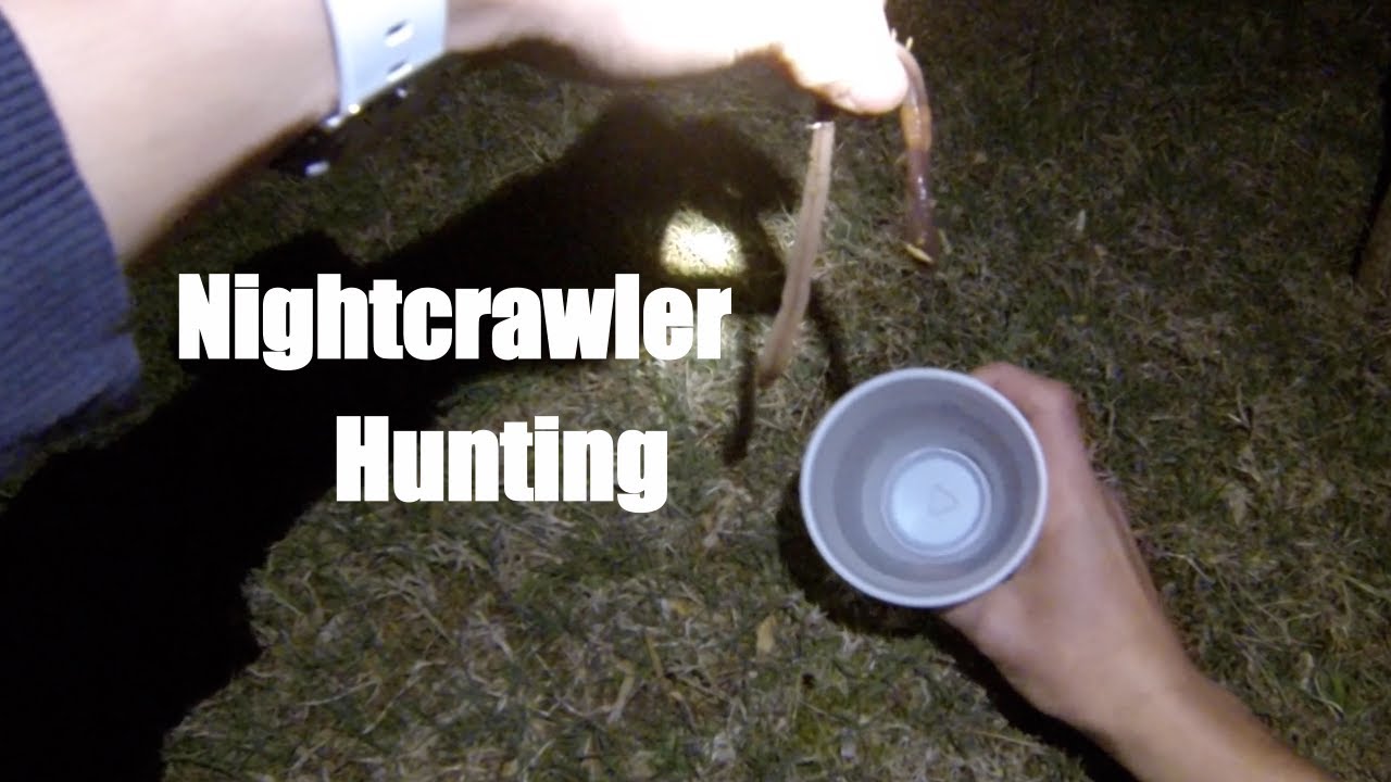 Nightcrawlers