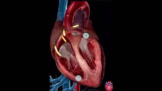 İnsan Kalbi Nasıl Çalışır? 3D Izle Öğren