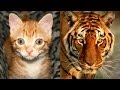 Are Domestic Cats Like Tigers?