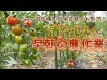 【自然栽培・サマータイム・朝活農業】早朝の圃場の様子と収穫＆管理作業【固定種・自家採種野菜】ミニかぼちゃ・なす・ヘチマ・白ゴーヤ・トマト・オクラ・スイカ・空芯菜・ツルムラサキ・ズッキーニ・モロヘイヤ