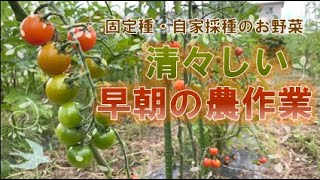 【自然栽培・サマータイム・朝活農業】早朝の圃場の様子と収穫＆管理作業【固定種・自家採種野菜】ミニかぼちゃ・なす・ヘチマ・白ゴーヤ・トマト・オクラ・スイカ・空芯菜・ツルムラサキ・ズッキーニ・モロヘイヤ