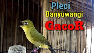 Pleci Banyuwangi Gacor Buka Paruh