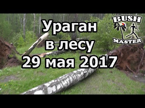 Я в эпицентре урагана! Ураган в лесу 29 мая 2017